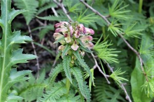 pedicularis recutita (1200 x 800)1